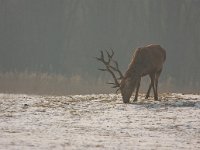 Edelhert  Edelhert in winter : Cervus elaphus