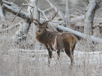 Cervus elaphus 62, Edelhert, Saxifraga-Martin Mollet