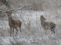 Cervus elaphus 63, Edelhert, Saxifraga-Martin Mollet