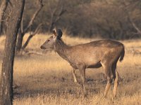 Cervus elaphus 7, Edelhert, Saxifraga-Edo van Uchelen