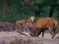 Cervus elaphus 70, Edelhert, Saxifraga-Rik Kruit