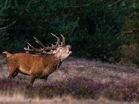 Cervus elaphus 72, Edelhert, Saxifraga-Rik Kruit