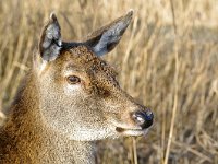 Cervus elaphus 75, Edelhert, Saxifraga-Rik Kruit