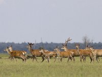 Cervus elaphus 76, Edelhert, Saxifraga-Mark Zekhuis