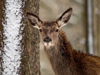 Cervus elaphus 80, Edelhert, Saxifraga-Bart Vastenhouw