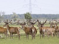 Cervus elaphus 81, Edelhert, Saxifraga-Mark Zekhuis