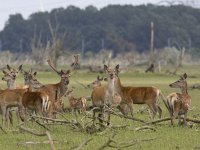 Cervus elaphus 82, Edelhert, Saxifraga-Mark Zekhuis