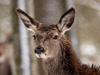 Cervus elaphus 84, Edelhert, Saxifraga-Bart Vastenhouw