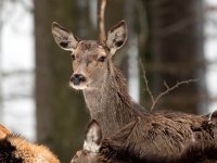 Cervus elaphus 85, Edelhert, Saxifraga-Bart Vastenhouw