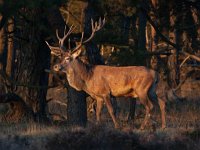 Cervus elaphus 86, Edelhert, Saxifraga-Bart Vastenhouw