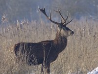 Cervus elaphus 87, Edelhert, Saxifraga-Mark Zekhuis