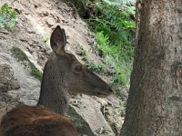 Cervus elaphus 88, Edelhert, Saxifraga-Hans Dekker