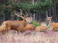 Cervus elaphus 89, Edelhert, Saxifraga-Bart Vastenhouw