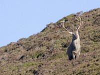 Cervus elaphus 92, Edelhert, Saxifraga-Mark Zekhuis