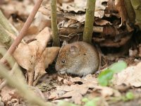 Clethrionomys glareolus, Bank Vole