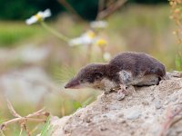 Bicolored White-toothed Shrew  The Locally Endangered Bicolored White-toothed Shrew (Crocidura leucodon) in it's Natural Habitat : Bicolored, Bicoloured, Crocidura, Crocidura leucodon, Drenthe, Eurasian, Staatsbosbeheer, adult, beschermd, close up, controlled conditions, emmen, europe, ffwet, flora- en faunawet, habitat, insectivore, macro, mammal, morning, nobody, one animal, portrait, protected, shrew, side view, summer, the Netherlands, white-toothed, wildlife