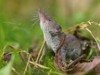 Crocidura russula 4, Huisspitsmuis, Saxifraga-Rudmer Zwerver