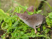 Crocidura russula 6, Huisspitsmuis, Saxifraga-Rudmer Zwerver