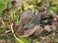 Crocidura russula 9, Huisspitsmuis, Saxifraga-Rudmer Zwerver