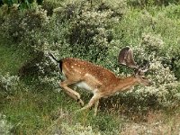 Dama dama, Fallow Deer