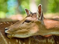 Head of a fallow deer  Head of a fallow deer (Dama dama) in its natural habitat : Dama, animal, beautiful, brown, cervidae, cervinae, common, curious, cute, deer, doe, environment, europe, expression, fallow, fauna, fawn, forest, habitat, head, looking, mammal, melanistic, menil, mottles, natural, nature, nobody, one animal, portrait, small, spots, standing, wild, wilderness, wildlife, wood, woods, young