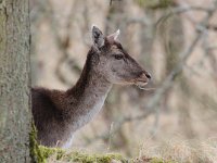 Dama dama 47, Damhert, Saxifraga-Bart Vastenhouw