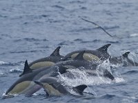 Delphinus delphis, Common Dolphin