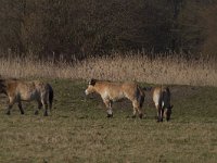 Equus ferus przewalskii 12, Przewalskipaard, Saxifraga-Jan Nijendijk