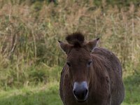 Equus ferus przewalskii 13, Przewalskipaard, Saxifraga-Jan Nijendijk