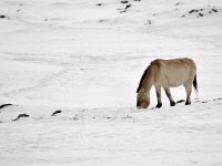 Equus ferus przewalskii 2, Przewalskipaard, Saxifraga-Elisabeth Raboin