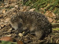 Erinaceus europaeus 1, Egel, Saxifraga-Jan van der Straaten