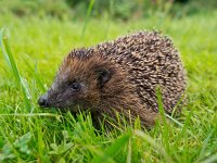 Hedgehog in a garden grass field  Hedgehog in a garden grass field : Barbed, Erinaceus, Protection, barb, brown, close, closeup, coarse, covered, defensive, europaeus, field, garden, grass, hedgehog, macro, needle, pattern, prick, prickle, prickly, protect, protective, quill, repeat, rough, russet, safeguard, scroll, secure, security, shield, skin, spines, spinose, spinulation, spiny, surface, texture, textured, thorn, thorny, tile, tiled, wallpaper, wrap