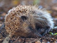 Erinaceus europaeus 15, egel, Saxifraga-Rudmer Zwerver