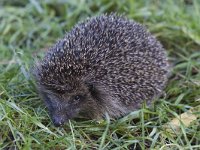 Erinaceus europaeus 20, Egel, Saxifraga-Mark Zekhuis