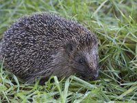 Erinaceus europaeus 21, Egel, Saxifraga-Mark Zekhuis