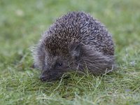 Erinaceus europaeus 23, Egel, Saxifraga-Mark Zekhuis