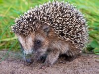 Hedgehog Baby close up  West European Hedgehog (Erinaceus, europaeus) Looking for Food : Erinaceus, Protection, animal, autumn, background, bristle, close, closeup, cup, cute, environment, europaeus, europe, european, eye, face, fauna, head, hedgehog, hibernate, hibernation, little, mammal, natural, nature, needle, protective, puppy, shield, spines, spinulation, spiny, suckling, sweet, up, west european, wild, wildlife, young