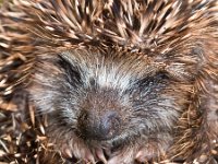 Hedgehog Baby close up  West European Hedgehog (Erinaceus, europaeus) Preparing for Hibernation : Erinaceus, Netherlands, Protection, animal, autumn, background, bristle, close, closeup, cup, cute, environment, europaeus, europe, european, eye, face, fauna, head, hedgehog, hibernate, hibernation, little, mammal, natural, nature, needle, nobody, one animal, protective, puppy, shield, spines, spinulation, spiny, suckling, sweet, up, west european, wild, wildlife, young