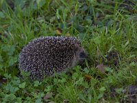 Erinaceus europaeus 29, Egel, Saxifraga-Jan Nijendijk