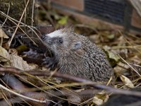 Egel, European Hedgehog  Egel, European Hedgehog : algemeen, animal, city, city nature, Common, dier, Egel, Erinaceus europaeus, European Hedgehog, garden, Hedgehog, jong, male, mammal, mammalia, mannetje, nature, natuur, Nederland, stad, stadsnatuur, stekels, the Netherlands, tuin, Utrecht, young, zoogdier