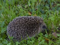 Erinaceus europaeus 30, Egel, Saxifraga-Jan Nijendijk