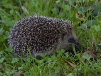 Erinaceus europaeus 31, Egel, Saxifraga-Jan Nijendijk