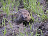 Erinaceus europaeus 34, Egel, Saxifraga-Luuk Vermeer