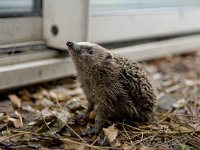 Egel, European Hedgehog  Egel, European Hedgehog : algemeen, animal, city, city nature, Common, dier, Egel, Erinaceus europaeus, European Hedgehog, garden, Hedgehog, jong, male, mammal, mammalia, mannetje, nature, natuur, Nederland, stad, stadsnatuur, stekels, the Netherlands, tuin, Utrecht, young, zoogdier