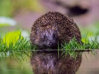 Erinaceus europaeus 41, Egel, adult, Vledder, Saxifraga-Theo Verstrael
