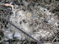 Erinaceus europaeus 44, Egel, taken by Bubo bubo, Saxifraga-Tom Heijnen