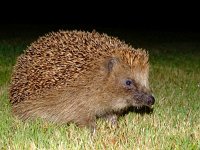 Erinaceus europaeus 5, Egel, Saxifraga-Rudmer Zwerver