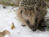 Egel, European Hedgehog  Egel, European Hedgehog : European Hedgehog, male, stekels, zoogdier, stadsnatuur, tuin, young, mannetje, city, the Netherlands, stad, Utrecht, mammalia, awake, snow, uit winterslaap, jong, Hedgehog, city nature, Egel, dier, Erinaceus europaeus, sneeuw, Common, natuur, Nederland, animal, winter, nature, garden, wakker, mammal, algemeen