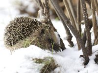 Egel, European Hedgehog  Egel, European Hedgehog : city nature, zoogdier, young, city, jong, Nederland, mammalia, Utrecht, winter, animal, Hedgehog, wakker, sneeuw, stadsnatuur, European Hedgehog, mannetje, natuur, stekels, male, stad, Erinaceus europaeus, dier, Common, Egel, mammal, snow, algemeen, garden, uit winterslaap, awake, the Netherlands, nature, tuin