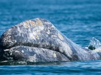 Eschrichtius robustus, 1, Grijze walvis, Saxifraga-Bart Vastenhouw